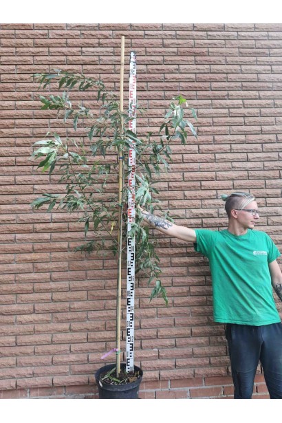 Верба біла - 10л/вис.250-270см/Ø60-70см